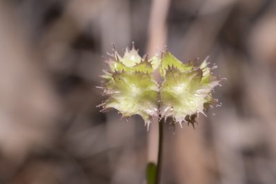 Valeriana obtusiloba, photographed by Eleftherios Katsillis