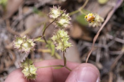 Valeriana obtusiloba, photographed by Eleftherios Katsillis