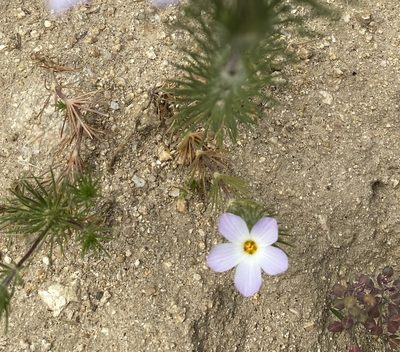 Leptosiphon grandiflorus, photographed by Irene