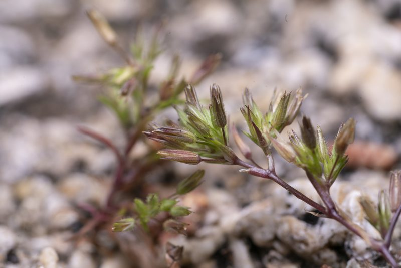Sabulina mediterranea, photographed by Eleftherios Katsillis