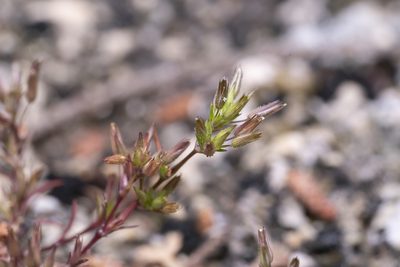 Sabulina mediterranea, photographed by Eleftherios Katsillis