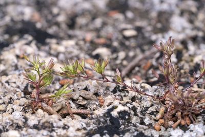 Sabulina mediterranea, photographed by Eleftherios Katsillis