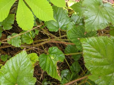 Rubus tricolor, photographed by Piermario Maculan