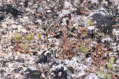 Sabulina mediterranea, photographed by Eleftherios Katsillis