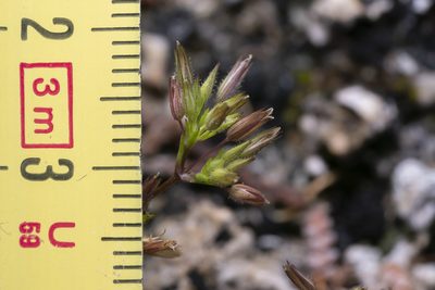 Sabulina mediterranea, photographed by Eleftherios Katsillis