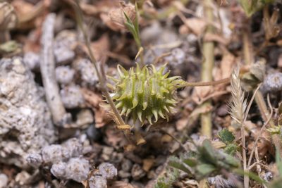 Medicago constricta, photographed by Eleftherios Katsillis