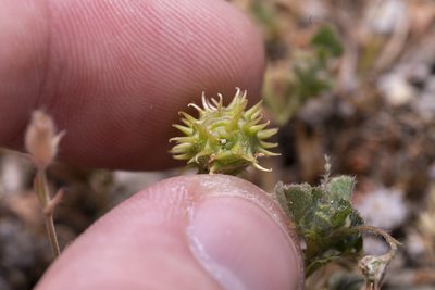 Medicago constricta, photographed by Eleftherios Katsillis
