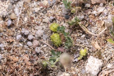 Medicago constricta, photographed by Eleftherios Katsillis