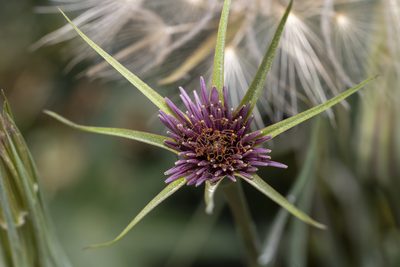 Tragopogon coelesyriacus, photographed by Eleftherios Katsillis