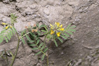 Hippocrepis multisiliquosa, photographed by Eleftherios Katsillis