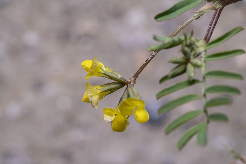 Hippocrepis multisiliquosa, photographed by Eleftherios Katsillis
