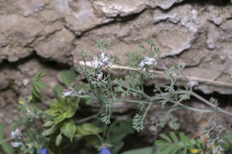 Fumaria parviflora, photographed by Eleftherios Katsillis