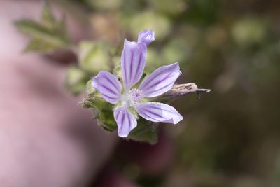 Malva multiflora, photographed by Eleftherios Katsillis