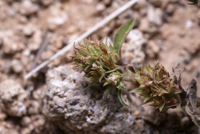 Trifolium scabrum, photographed by Eleftherios Katsillis