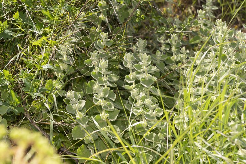 Pseudodictamnus acetabulosus, photographed by Eleftherios Katsillis
