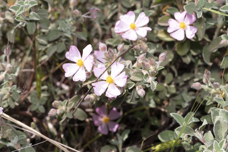 Cistus parviflorus, photographed by Eleftherios Katsillis