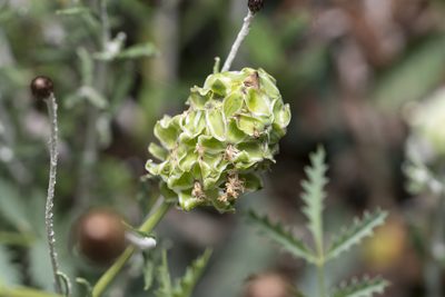 Sanguisorba verrucosa, photographed by Eleftherios Katsillis