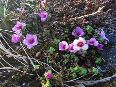 Saxifraga oppositifolia, photographed by Thor-Rune Hansen
