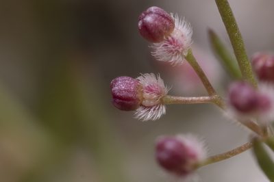 Jubogalium setaceum, photographed by Eleftherios Katsillis