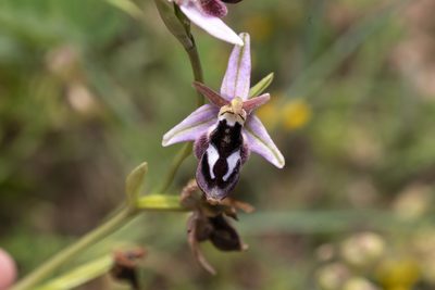 Ophrys reinholdii, photographed by Eleftherios Katsillis
