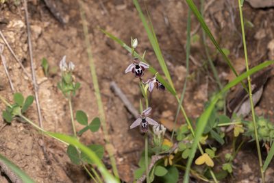 Ophrys reinholdii, photographed by Eleftherios Katsillis
