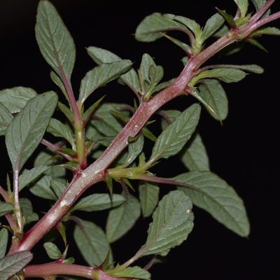 Amaranthus spinosus, photographed by kbkash