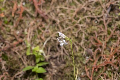 Gagea graeca, photographed by Eleftherios Katsillis