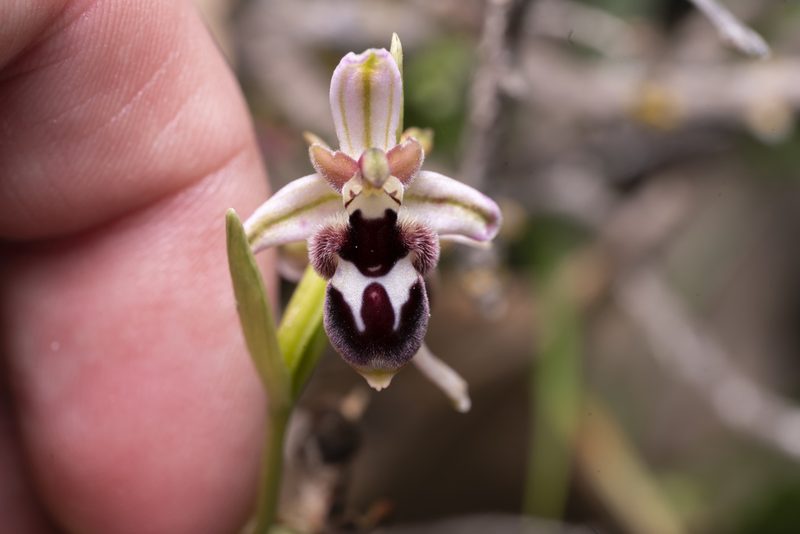 Ophrys reinholdii, photographed by Eleftherios Katsillis