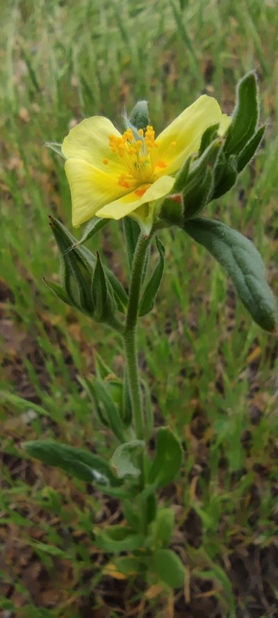 Helianthemum ledifolium, photographed by Santiago Martín-Bravo