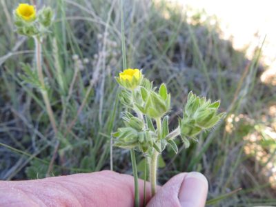 Potentilla pensylvanica, photographed by dghjertaas