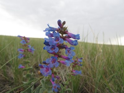 Penstemon nitidus, photographed by dghjertaas