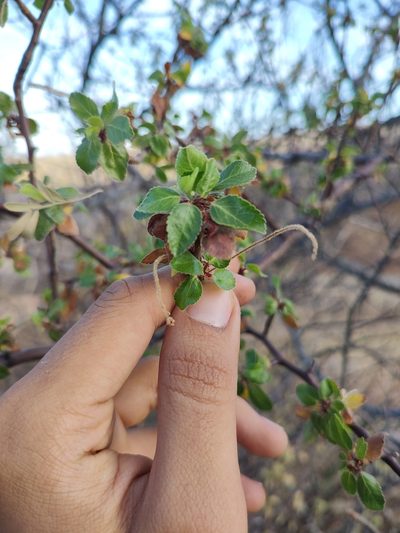 Bursera epinnata, photographed by Abraham Sánchez Romero