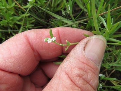 Plagiobothrys scouleri, photographed by dghjertaas