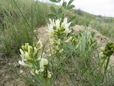 Astragalus pectinatus, photographed by dghjertaas