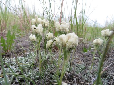 Antennaria parvifolia, photographed by dghjertaas