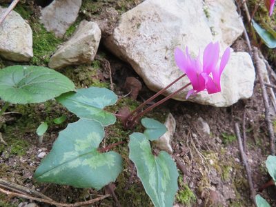 Cyclamen repandum, photographed by Marco Mussita
