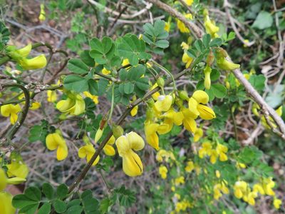 Hippocrepis emerus, photographed by Marco Mussita
