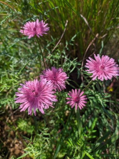 Crepis rubra, photographed by George Papademetriou