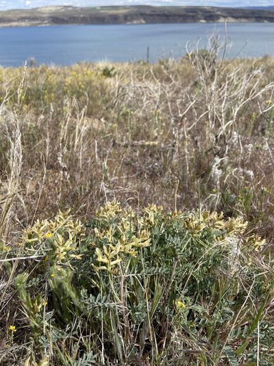 Astragalus speirocarpus, photographed by Grant Chovil