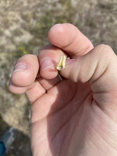 Astragalus speirocarpus, photographed by Grant Chovil