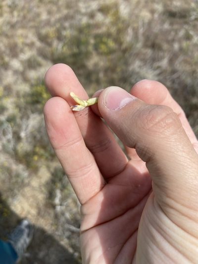 Astragalus speirocarpus, photographed by Grant Chovil