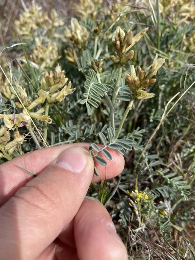 Astragalus speirocarpus, photographed by Grant Chovil