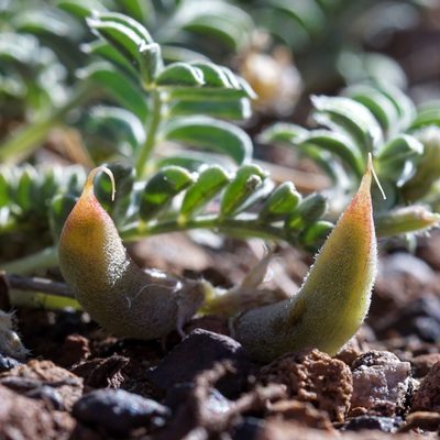 Astragalus humistratus, photographed by Andrew Tree