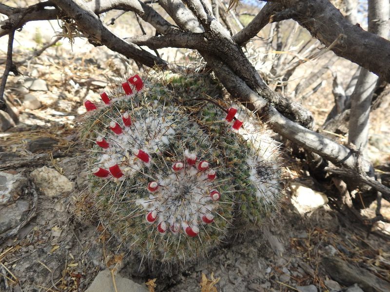Mammillaria parkinsonii, photographed by Sandino Guerrero