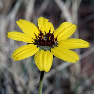 Berlandiera lyrata, photographed by Andrew Tree