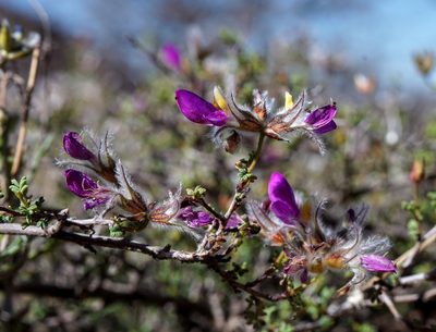 Dalea formosa, photographed by Andrew Tree