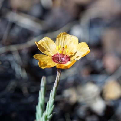 Linum puberulum, photographed by Andrew Tree