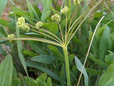 Lomatium nudicaule, photographed by John A Haskins