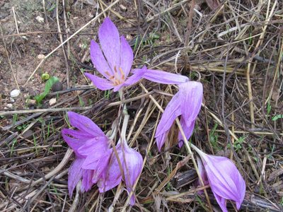 Colchicum lusitanum, photographed by Santiago Martín-Bravo