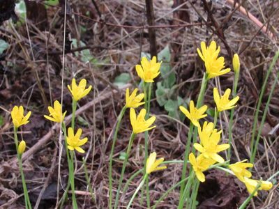 Narcissus cavanillesii, photographed by Santiago Martín-Bravo